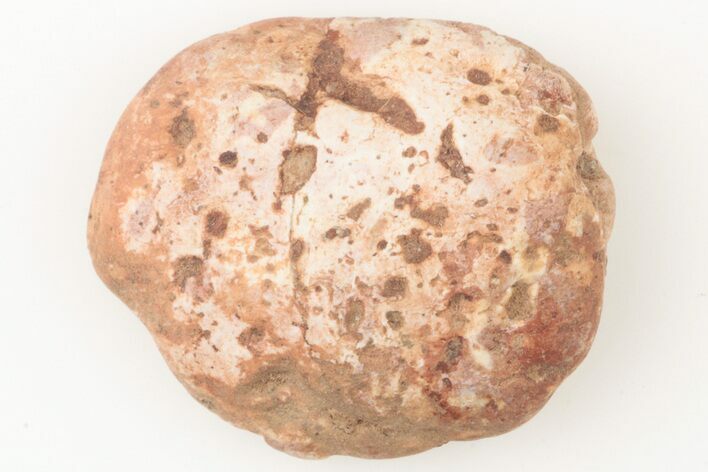 Fossil Phytosaur Scute - New Mexico #192902